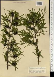 Rhamnus erythroxyloides subsp. erythroxyloides, Mongolia (MONG) (Mongolia)