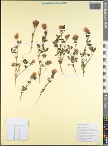 Trifolium apertum Bobrov, Caucasus, Krasnodar Krai & Adygea (K1a) (Russia)