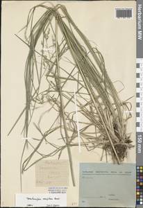 Deschampsia cespitosa (L.) P.Beauv., Eastern Europe, North-Western region (E2) (Russia)