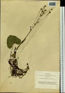 Petasites radiatus (J. F. Gmel.) J. Toman, Siberia, Altai & Sayany Mountains (S2) (Russia)