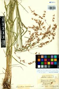 Melica turczaninowiana Ohwi, Siberia, Baikal & Transbaikal region (S4) (Russia)