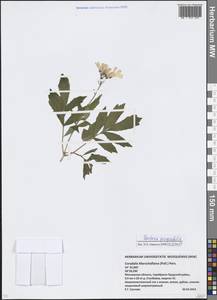 Cardamine quinquefolia (M.Bieb.) Schmalh., Eastern Europe, Moscow region (E4a) (Russia)