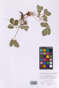 Fragaria vesca L., Eastern Europe, Moscow region (E4a) (Russia)