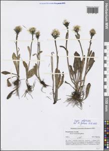 Crepis chrysantha subsp. chrysantha, Siberia, Altai & Sayany Mountains (S2) (Russia)