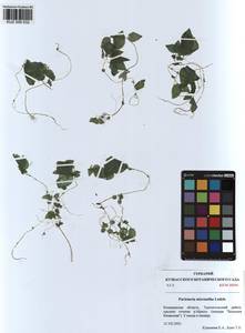 Parietaria micrantha Ledeb., Siberia, Altai & Sayany Mountains (S2) (Russia)