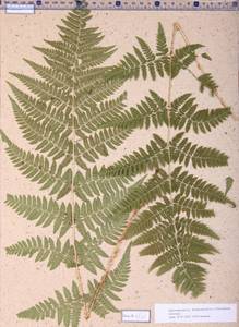 Dryopteris carthusiana (Vill.) H.P.Fuchs, Siberia, Altai & Sayany Mountains (S2) (Russia)