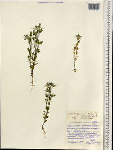 Lomatogonium carinthiacum (Wulfen) Reichenb., Mongolia (MONG) (Mongolia)