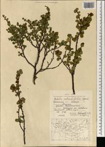 Betula glandulosa Michx., Mongolia (MONG) (Mongolia)