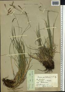 Carex pediformis var. pediformis, Siberia, Altai & Sayany Mountains (S2) (Russia)