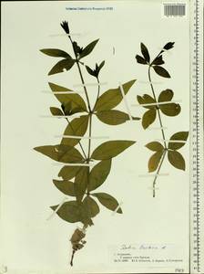Rubia tinctorum L., Eastern Europe, Lower Volga region (E9) (Russia)