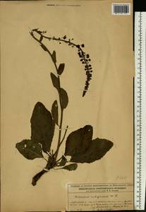 Verbascum blattaria L., Eastern Europe, Volga-Kama region (E7) (Russia)