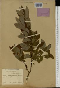 Salix cinerea × dasyclados, Eastern Europe, Central region (E4) (Russia)