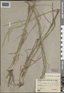 Thinopyrum intermedium (Host) Barkworth & D.R.Dewey, Middle Asia, Kopet Dag, Badkhyz, Small & Great Balkhan (M1) (Turkmenistan)