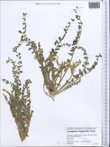 Astragalus longipetalus Chater, Middle Asia, Caspian Ustyurt & Northern Aralia (M8) (Kazakhstan)