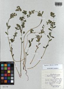KUZ 001 615, Euphorbia borealis Baikov, Siberia, Altai & Sayany Mountains (S2) (Russia)