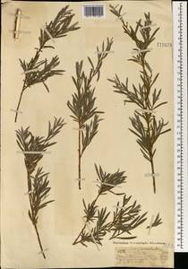 Salix microstachya Turcz. ex Trautv., Mongolia (MONG) (Mongolia)