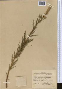 Myricaria bracteata Royle, Middle Asia, Western Tian Shan & Karatau (M3) (Uzbekistan)