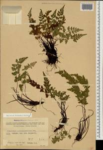 Asplenium adiantum-nigrum subsp. woronowii (Christ) Fraser-Jenkins, Caucasus, Georgia (K4) (Georgia)
