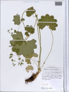 Alchemilla nemoralis Alechin, Eastern Europe, Lower Volga region (E9) (Russia)