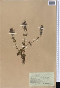 Dracocephalum nutans L., Middle Asia, Western Tian Shan & Karatau (M3) (Kazakhstan)