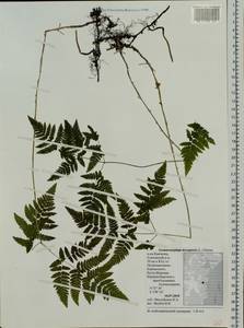 Gymnocarpium dryopteris (L.) Newm., Siberia, Chukotka & Kamchatka (S7) (Russia)