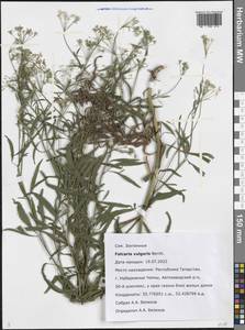 Falcaria vulgaris Bernh., Eastern Europe, Middle Volga region (E8) (Russia)