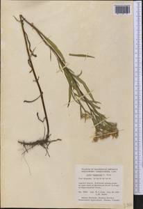 Symphyotrichum lanceolatum var. hesperium (A. Gray) G. L. Nesom, America (AMER) (Canada)