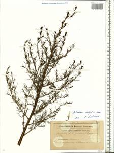 Artemisia campestris L., Eastern Europe, South Ukrainian region (E12) (Ukraine)