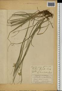 Luzula luzuloides (Lam.) Dandy & E.Willm., Eastern Europe, Moscow region (E4a) (Russia)
