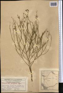 Chondrilla brevirostris Fisch. & C. A. Mey., Middle Asia, Caspian Ustyurt & Northern Aralia (M8) (Kazakhstan)