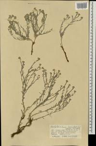 Stevenia tenuifolia (Stephan ex Willd.) D. A. German, Mongolia (MONG) (Mongolia)