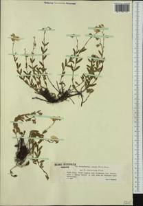 Helianthemum nummularium subsp. obscurum (Celak.) J. Holub, Western Europe (EUR) (Poland)