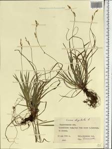 Carex digitata L., Eastern Europe, South Ukrainian region (E12) (Ukraine)