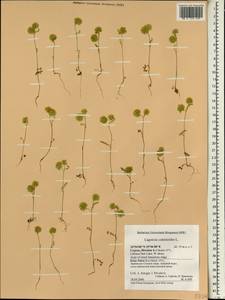 Lagoecia cuminoides L., South Asia, South Asia (Asia outside ex-Soviet states and Mongolia) (ASIA) (Cyprus)