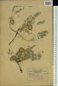 Astragalus, Siberia, Western (Kazakhstan) Altai Mountains (S2a) (Kazakhstan)
