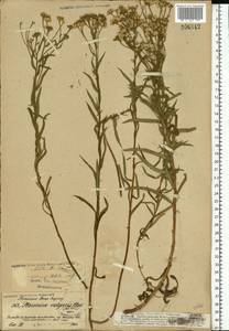 Achillea ptarmica subsp. ptarmica, Eastern Europe, North-Western region (E2) (Russia)