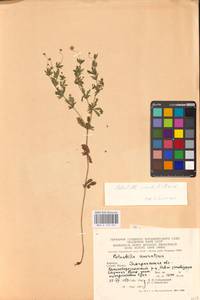 Potentilla erecta (L.) Raeusch., Eastern Europe, West Ukrainian region (E13) (Ukraine)