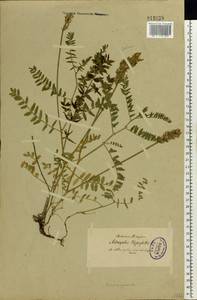 Astragalus danicus Retz., Eastern Europe, North-Western region (E2) (Russia)