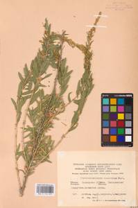 Krascheninnikovia ceratoides (L.) Gueldenst., Eastern Europe, Eastern region (E10) (Russia)