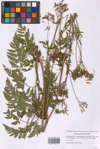 Chaerophyllum aureum L., Eastern Europe, Moscow region (E4a) (Russia)