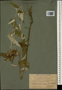 Cirsium arvense var. vestitum Krock. ex Wimm. & Grab., Caucasus, Azerbaijan (K6) (Azerbaijan)