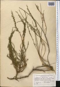 Artemisia glanduligera Krasch. ex Poljakov, Middle Asia, Pamir & Pamiro-Alai (M2) (Tajikistan)