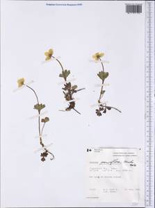 Anemone parviflora Michx., America (AMER) (Canada)