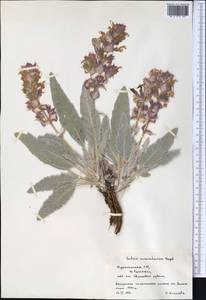 Salvia seravschanica Regel & Schmalh., Middle Asia, Pamir & Pamiro-Alai (M2) (Turkmenistan)