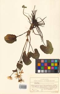 Caltha palustris var. minor (Mill.) DC., Siberia, Russian Far East (S6) (Russia)