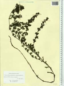 Galium humifusum M.Bieb., Eastern Europe, Middle Volga region (E8) (Russia)