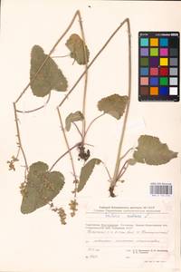 MHA 0 156 210, Salvia nutans L., Eastern Europe, Lower Volga region (E9) (Russia)