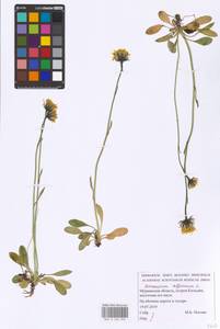 Hieracium alpinum L., Eastern Europe, Northern region (E1) (Russia)