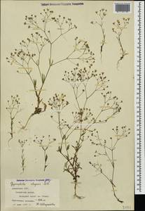 Gypsophila elegans M. Bieb., Caucasus, Armenia (K5) (Armenia)