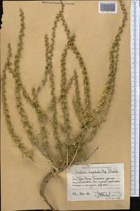 Halothamnus glaucus subsp. hispidulus (Bunge) Kothe-Heinr., Middle Asia, Western Tian Shan & Karatau (M3) (Kyrgyzstan)